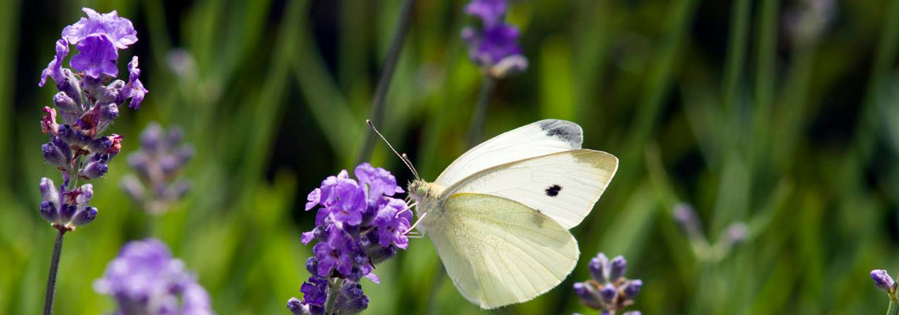 Leanne's Lavender